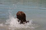 LABRADOR 1098